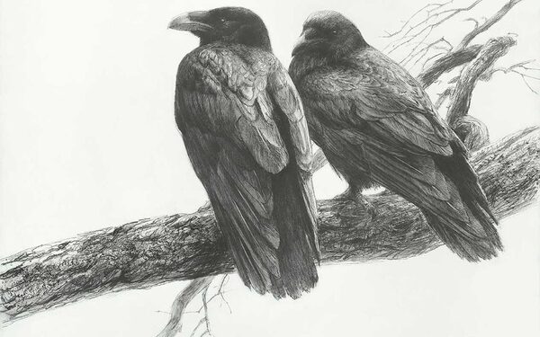Raven Pair on Branch