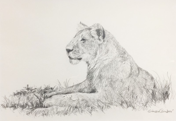 Simon z Combes Lion Sketch
