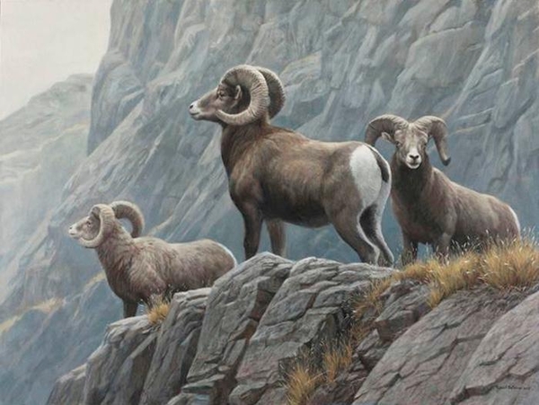 Robert z Bateman "Surveying - Big Horn Sheep"